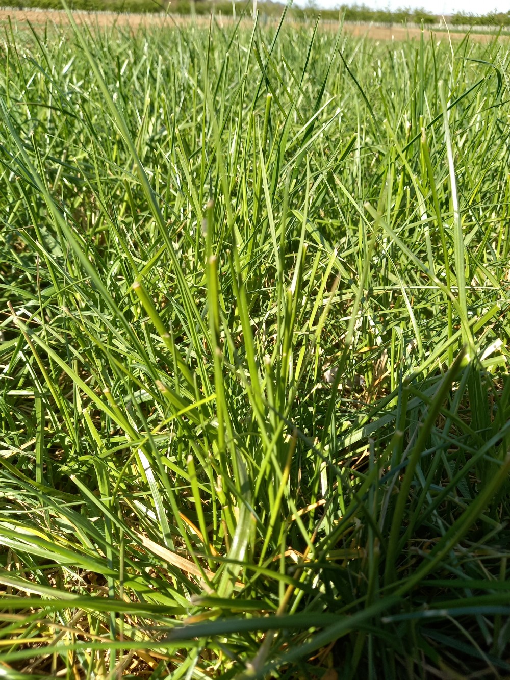 Close up of hybrid grass. Image copyright NIAB. 
